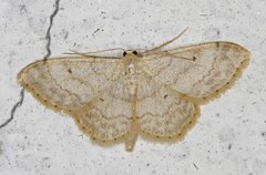 Randengmåler (Idaea biselata)