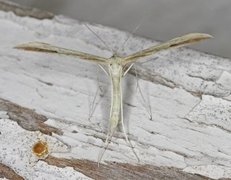 Svovelfjærmøll (Hellinsia osteodactylus)