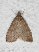 Dusky Pearl (Udea prunalis)