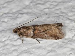 Rognesmalmott (Acrobasis advenella)