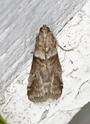 Rognesmalmott (Acrobasis advenella)