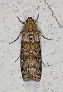 Dark Pine Knot-horn (Dioryctria abietella)