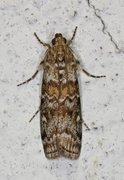 Grankonglesmalmott (Dioryctria abietella)