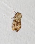The Dun-bar (Cosmia trapezina)