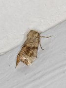 The Dun-bar (Cosmia trapezina)
