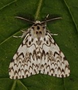 Black Arches (Lymantria monacha)