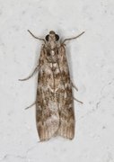 Brown Pine Knot-horn (Dioryctria simplicella)