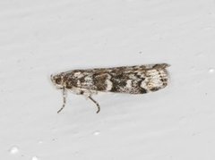 Dark Pine Knot-horn (Dioryctria abietella)
