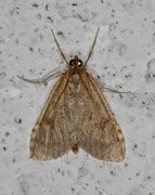 Dusky Pearl (Udea prunalis)