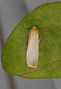 Buff Footman (Eilema depressa)