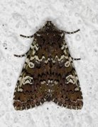 Cameo (Crypsedra gemmea)