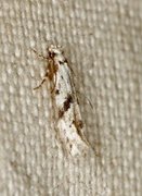 Black-dotted Groundling (Stenolechia gemmella)