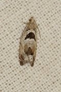 Svartflekket kveldvikler (Epinotia ramella)