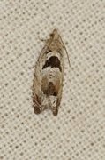 Small Birch Bell (Epinotia ramella)