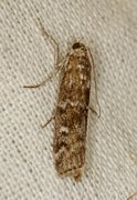 Brown Pine Knot-horn (Dioryctria simplicella)