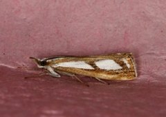 Treflekket nebbmott (Catoptria permutatellus)