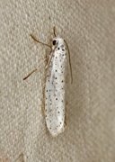 Bird-cherry Ermine (Yponomeuta evonymella)