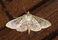 Mother of Pearl (Patania ruralis)