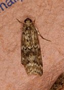 Dark Pine Knot-horn (Dioryctria abietella)