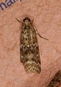 Grankonglesmalmott (Dioryctria abietella)