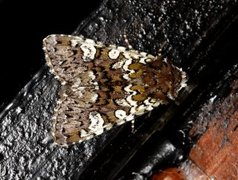 Cameo (Crypsedra gemmea)