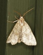 The Dun-bar (Cosmia trapezina)