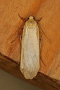 Buff Footman (Eilema depressa)