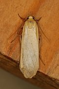 Barlavspinner (Eilema depressa)