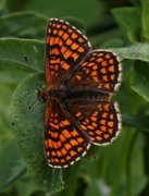 Heath Fritillary (Melitaea athalia)