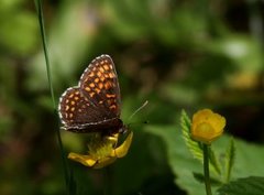 False-heath Fritillary (Melitaea diamina)