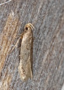 Frømøll (Hofmannophila pseudospretella)