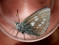 Alpine Blue (Plebejus orbitulus)