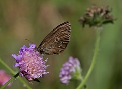 Ringlet (Aphantopus hyperantus)