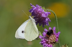 Large White (Pieris brassicae)