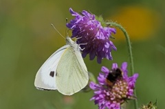 Stor kålsommerfugl (Pieris brassicae)