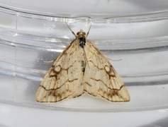 Chequered Straw (Evergestis pallidata)