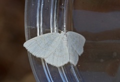 Common Wave (Cabera exanthemata)