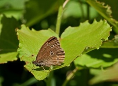 Ringlet (Aphantopus hyperantus)