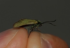 Forester (Adscita statices)