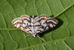 Beautiful China-mark (Nymphula nitidulata)