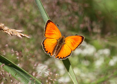 Oransjegullvinge (Lycaena virgaureae)