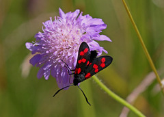 Seksflekket bloddråpesvermer (Zygaena filipendulae)