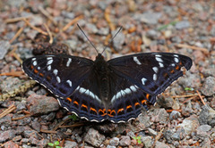 Poplar Admiral (Limenitis populi)