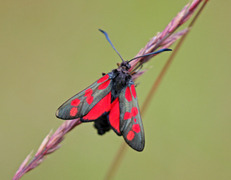 Seksflekket bloddråpesvermer (Zygaena filipendulae)