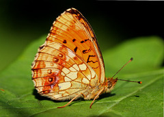 Lesser Marbled Fritillary (Brenthis ino)