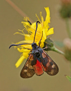 Seksflekket bloddråpesvermer (Zygaena filipendulae)