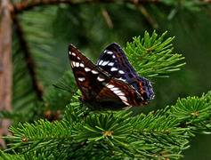 Poplar Admiral (Limenitis populi)
