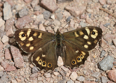 Speckled Wood (Pararge aegeria)