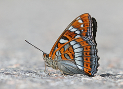 Poplar Admiral (Limenitis populi)