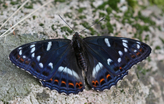 Poplar Admiral (Limenitis populi)